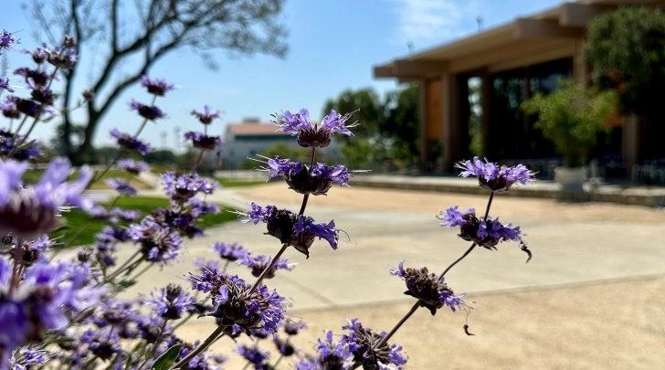 Lavender Plant McConnell